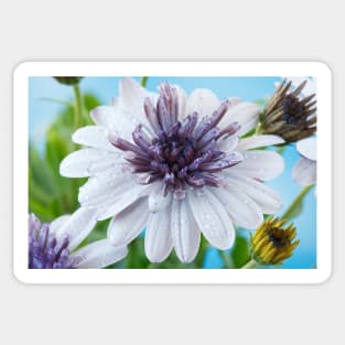 Osteospermum  Flower Power Double Series  Double White Sticker